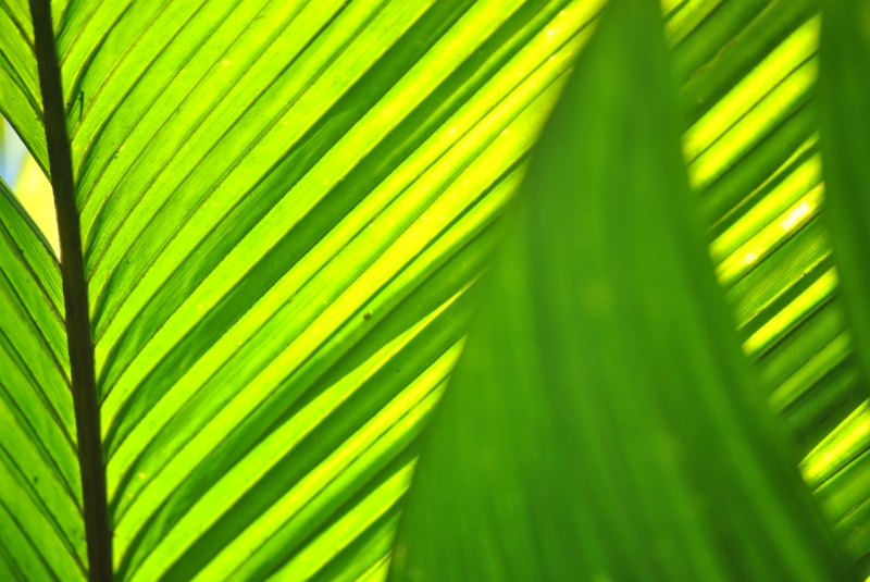 Beauty 2 . Palm